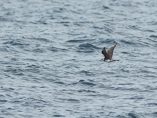 <h3><a href="/trips/srilanka/biota/animalia/chordata/aves/024 charadriiformes/018 stercorariidae/stercorarius pomarinus/stercorarius pomarinus-nl.html">Stercorarius&nbsp;pomarinus</a> / Pomarine&nbsp;skua / Middelste&nbsp;jager</h3>NIKON D500 met AF-S Nikkor 300mm f/2.8G IF-ED VR II, 1/6400 sec  bij F5.0, ISO 500, afstand 44.6&nbsp;m
